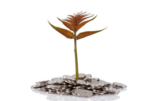 New plant growing from the coins. Money financial concept