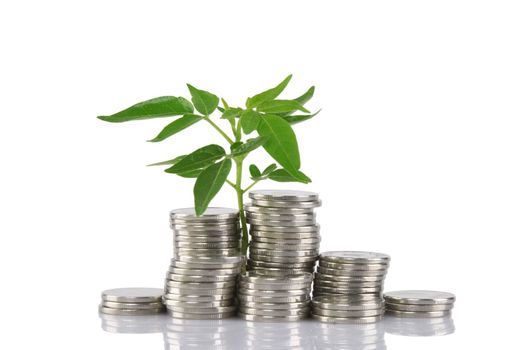 Green plant growing from the coins. Money financial concept