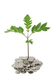Green plant growing from the coins. Money financial concept