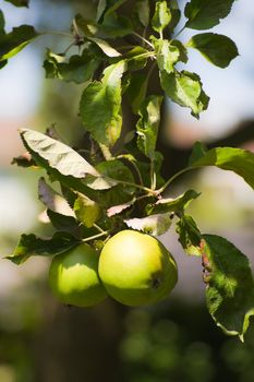 Apples in the sun riping on appletree in summer