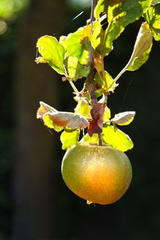 Apple in eveningsun riping on appletree in summer - vertical image