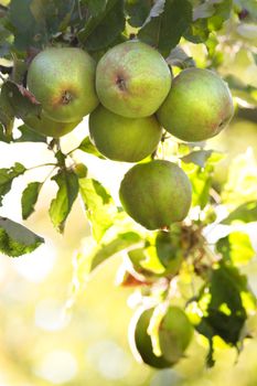 Apples in morningsun riping on appletree in summer - vertical image