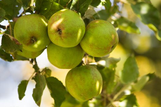 Apples in morningsun riping on appletree in summer - horizontal image