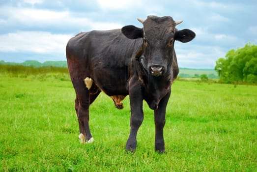 Black Bull Standing on Green Grass Meadow