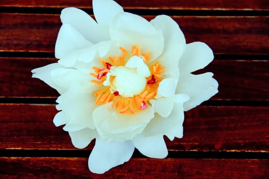 A white peony on a wooden board