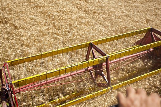 Combine Harvester in wheat corn field