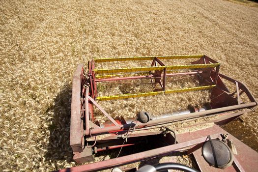 Combine Harvester in wheat corn field