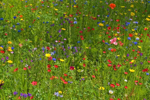 Summer meadow with lots of different blooming wild summer flowers