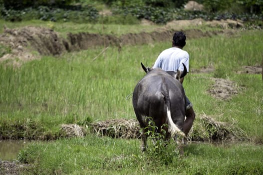 Farmer working with buffalo in a field in indonesia