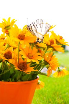 Bouquet of Black Eyed Susan yellow flowers with a butterfly on the grass