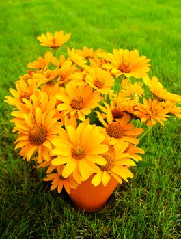 Bouquet of Black Eyed Susan yellow flowers on the grass