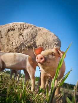 Beautiful small pig standing on a field