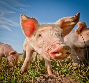 Cute pig on a pigfarm