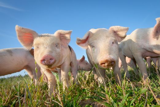 Two cute pigs on a pigfarm outdoors