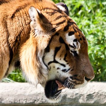 The tiger (Panthera tigris), a member of the Felidae family, is the largest of the four "big cats" in the genus Panthera. The tiger is native to much of eastern and southern Asia, and is an apex predator and an obligate carnivore.