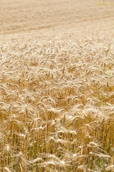 Wheat filed in summer