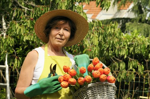 Senior woman pruning roses in her garden