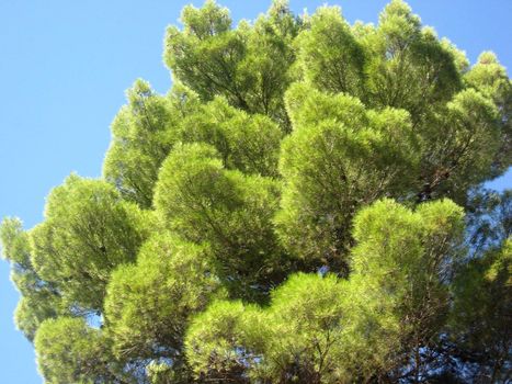 Green tree in garden Alhambra Granada Spain