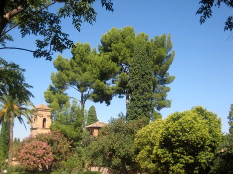 Green tree in garden Alhambra Granada Spain