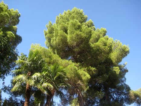 Green tree in garden Alhambra Granada Spain