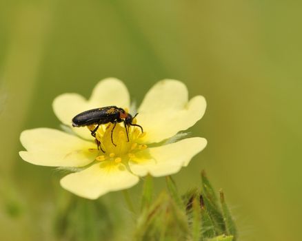 Beetle perched on a yellow flower collecting pollen.