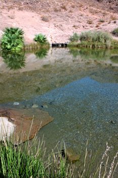 The clear waters of Rogers Spring in the hot desert of Nevada.