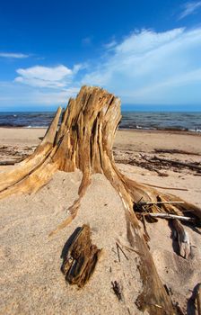 Driftwood washed up along the shoreline of Lake Superior in the Upper Peninsula of Michigan.