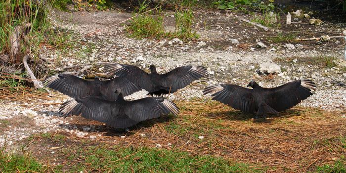 Black Vultures (Coragyps atratus) with wings spread wide in the Everglades National Park of Florida.