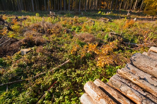 Renewable resource forest: clearcut timber and pile of logs.