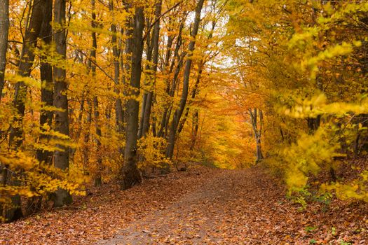 Small trail in golden fall deciduous forest