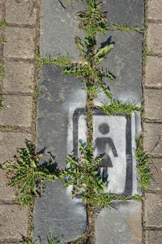 Pavement walkway fragment with weed between bricks and woman sign. Sowthistle leaves.