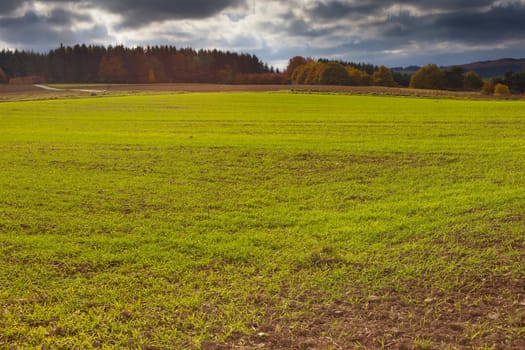 Farmland in Eifel region, Germany, with winter grain starting to grow in fall.