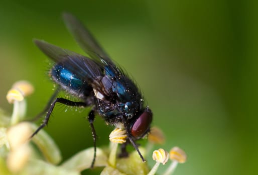 Common house fly (Musca Domestica) sucking nectar from Common Ivy (Hedera helix) flowers.