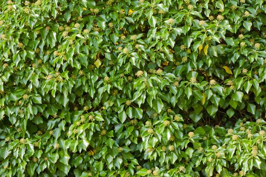 Blooming Common Ivy (Hedera helix) background texture pattern.