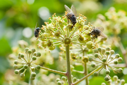 Flies sucking nectar from Common Ivy (Hedera helix) flowers.