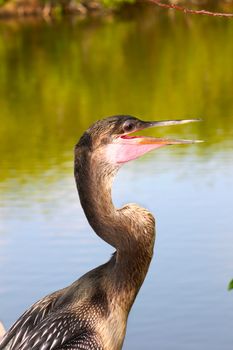 Anhinga seen at the Everglades National Park of Florida.