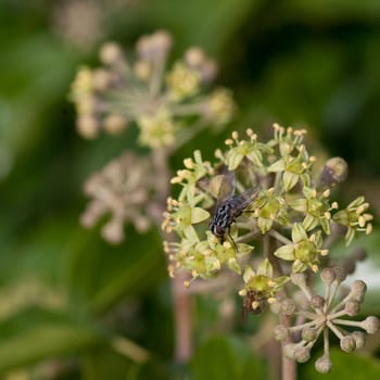 Fly sucking nectar from Common Ivy (Hedera helix) flowers.