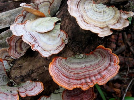 Colorful tree fungi growing on rotting tree trunk.