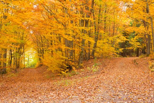 Small trail in golden fall deciduous forest