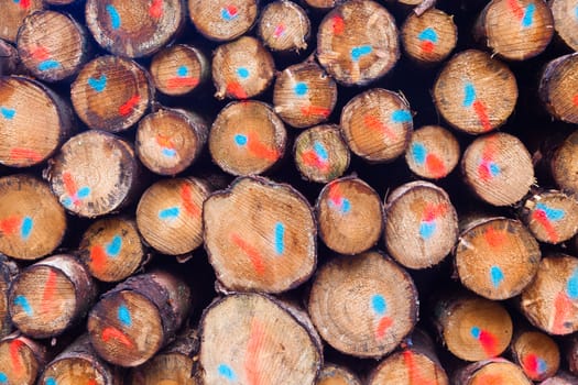 Rich harvest in forest: Cut down and piled logs.