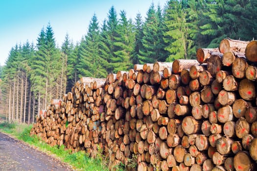 Rich harvest in forest: Cut down and piled logs.