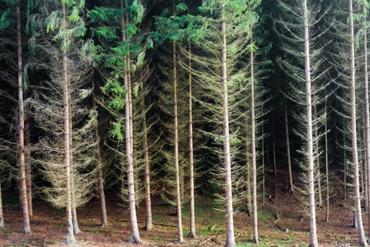 Softwood forest ready to be harvested.