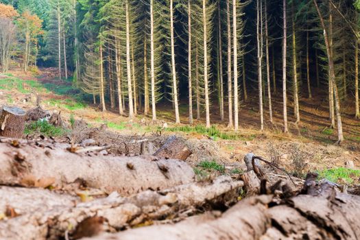 Renewable resource forest: clearcut timber and pile of logs.