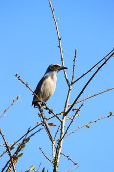 Florida Scrub Jay (Aphelocoma coerulescens) sits in a scrub bush of central Florida.