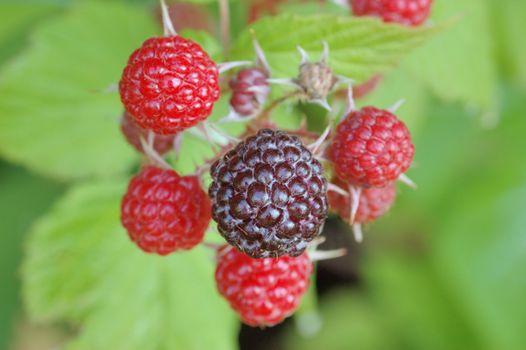 Wild Raspberries hanging on the vine macro.