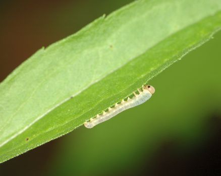 Caterpiller crawling along on the bottom side of a plant leaf.