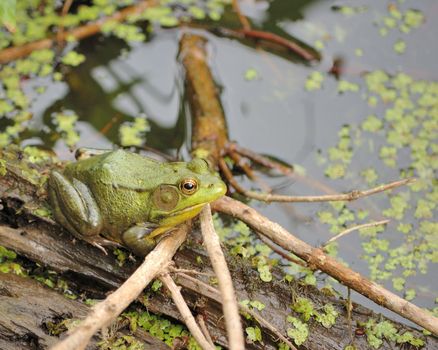 A bullfrog perched on a log in a swamp.