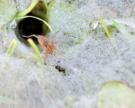 Spider perched on a dew covered web.