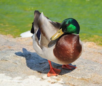 One male mallard duck standing at the sun next to the water