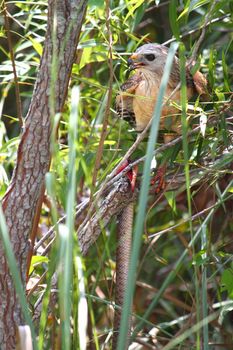 Red-shouldered Hawk (Buteo lineatus) with a captured snake in the Everglades National Park - Florida.